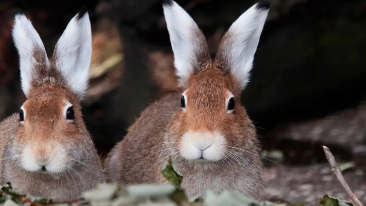 Животные зоопарка заяц. Зоопарк зайцы. Заяц в зоопарке фото. Заяц беляк в якутии. Зоопарк лимпопо заяц.