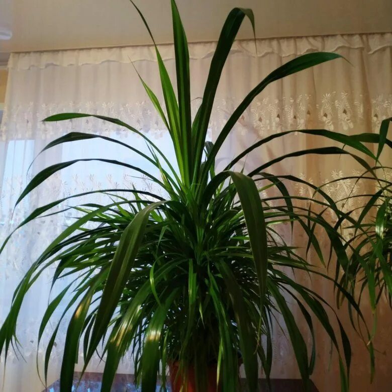 Комнатное растение панданус. Панданус. панданус вейча. пальма панданус. комнатные растения пальма панданус.