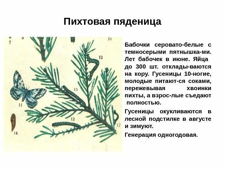 Какой тип питания характерен для пяденицы сосновой