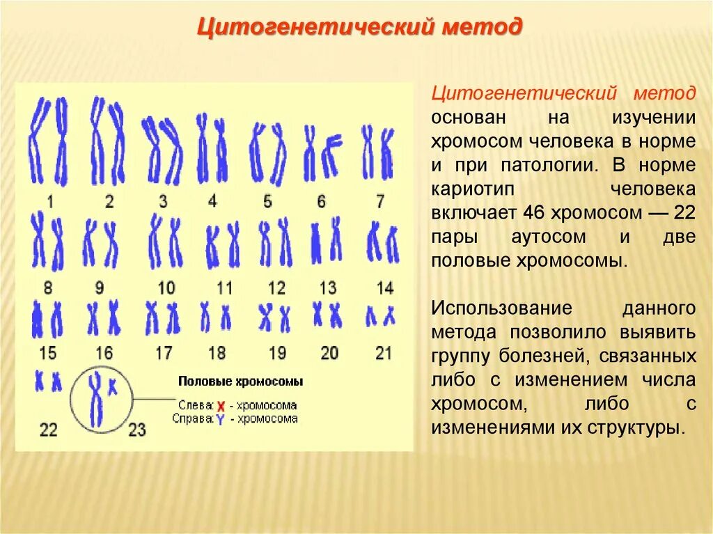 Цитогенетический метод изучения кариотипа. Нормальный кариотип человека 46 хромосом. Цитогенетический цитогенетический метод. Цитогенетический метод кариотип человека. Наличие лишней хромосомы