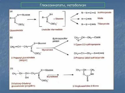 Метаболиты растений