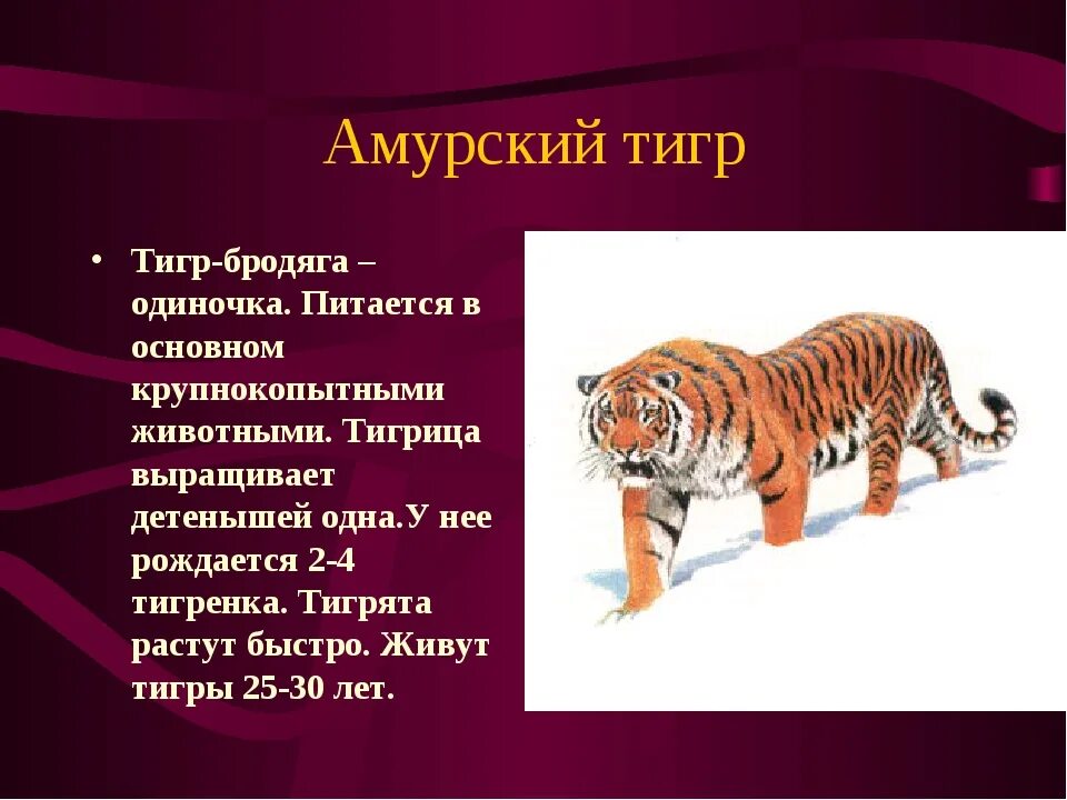 Красная книга России Амурский тигр. Сообщение о Тигре в красной книге. Сообщение о животном из красной книги. Доклад о животных из красной книги.