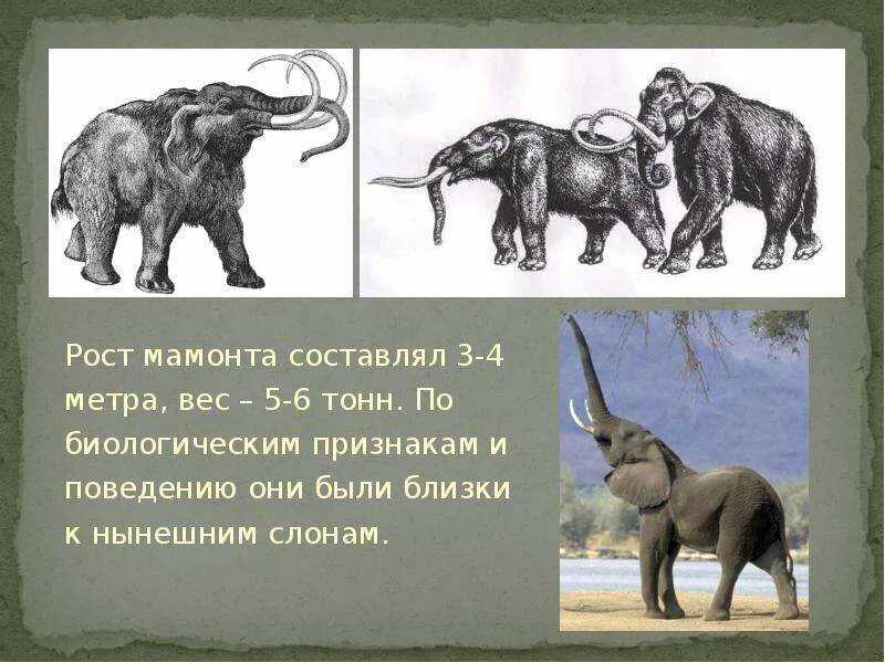 Сколько весил мамонт
