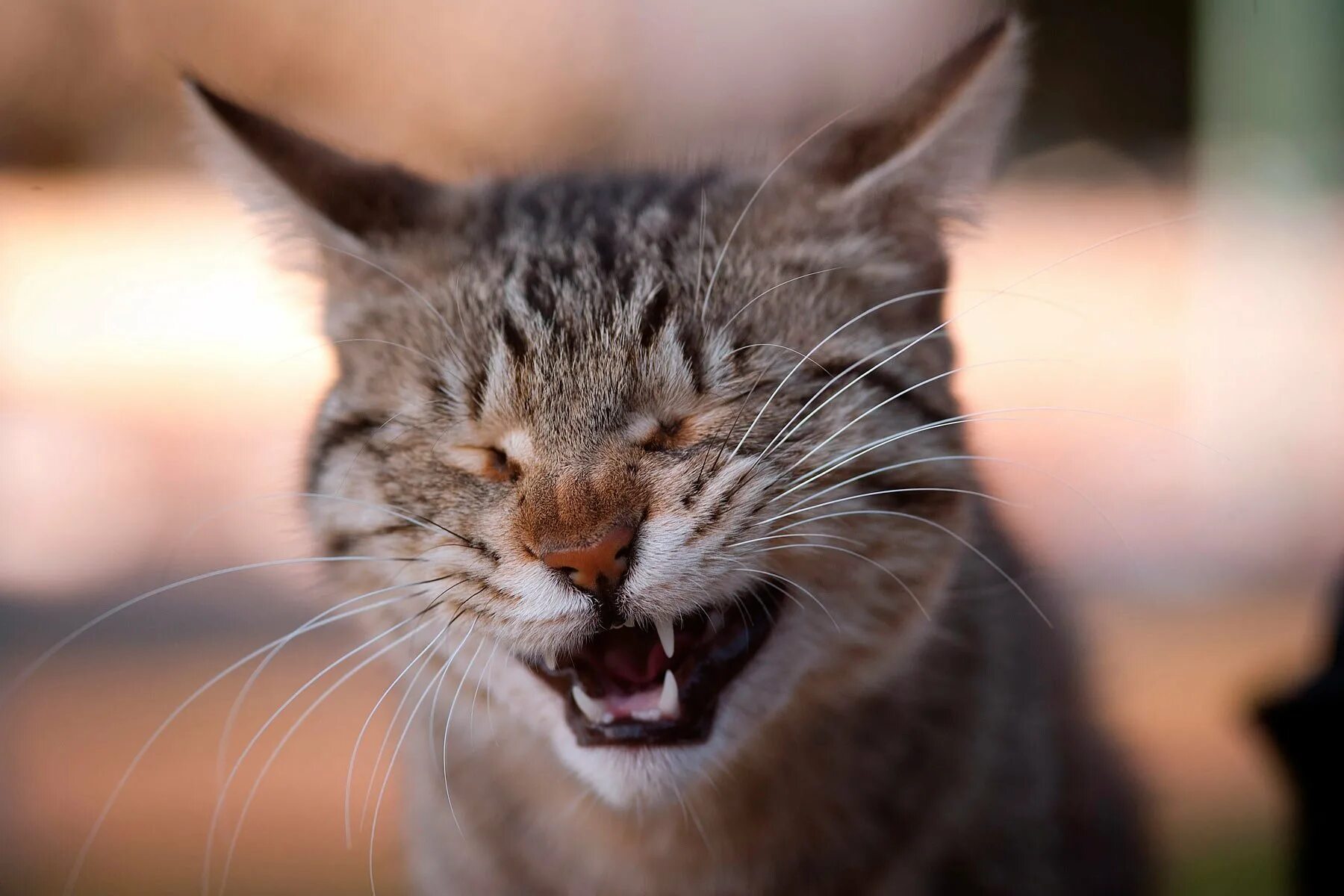 Кот смеется мем. Коты смеются. кот ржет. котенок смеется. кот хихикает.