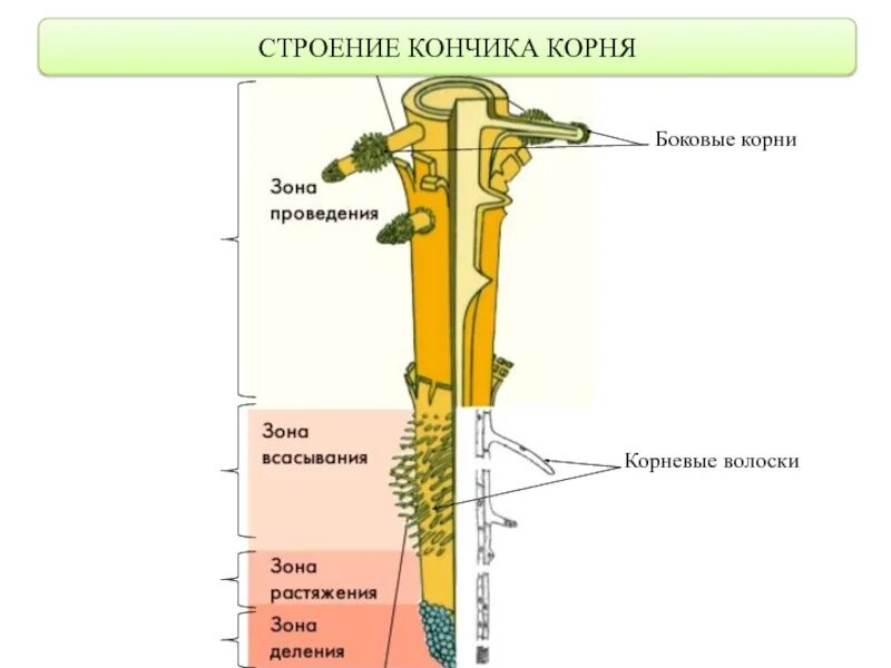 Каково строение корня. Рис 104 строение корня. Строение корневого волоска растения. Строение бокового корня.