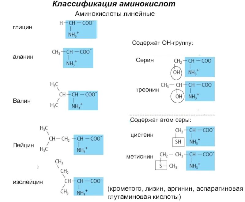 Группа входящие в состав аминокислот. Функциональные группы аминокислот Серина. Классификация аминокислот биохимия ациклические. Классификация аминокислот биохимия таблица. Классификация аминокислот с формулами.