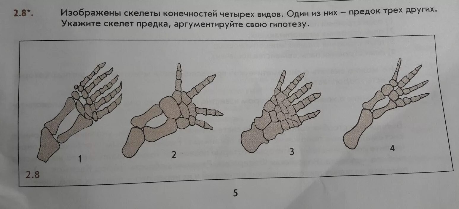 7 скелет конечностей. Биология 9 класс скелет конечностей. Скелет конечностей 8 класс. Скелет конечностей 8 класс конспект.