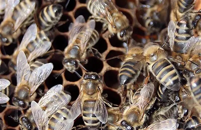 Тропилелапсоз пчел. Качество пчел. Пчел трудно ли держать.