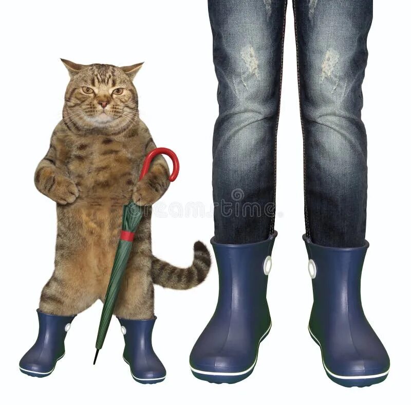 Обул кота в сапоги