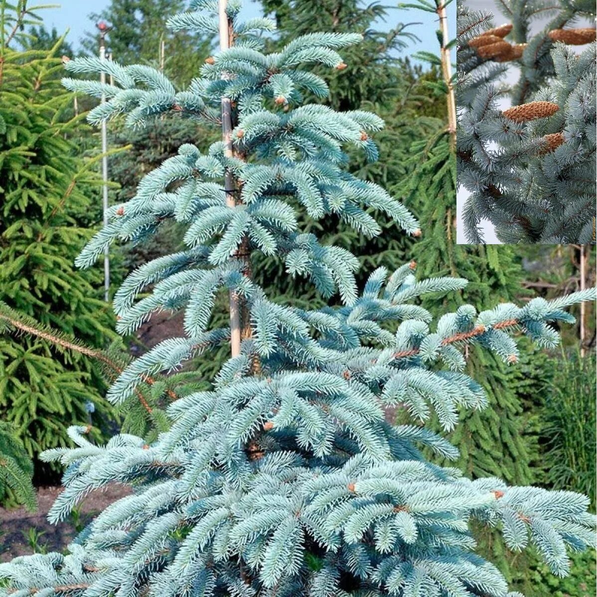 Ель колючая Эрих Фрам (Picea pungens Erich Frahm). Ель колючая (Picea pungens "Erich Frahm")*. Эрих Фромм ель колючая. Ель колючая picea pungens