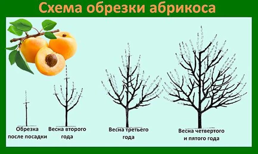Через сколько лет плодоносит