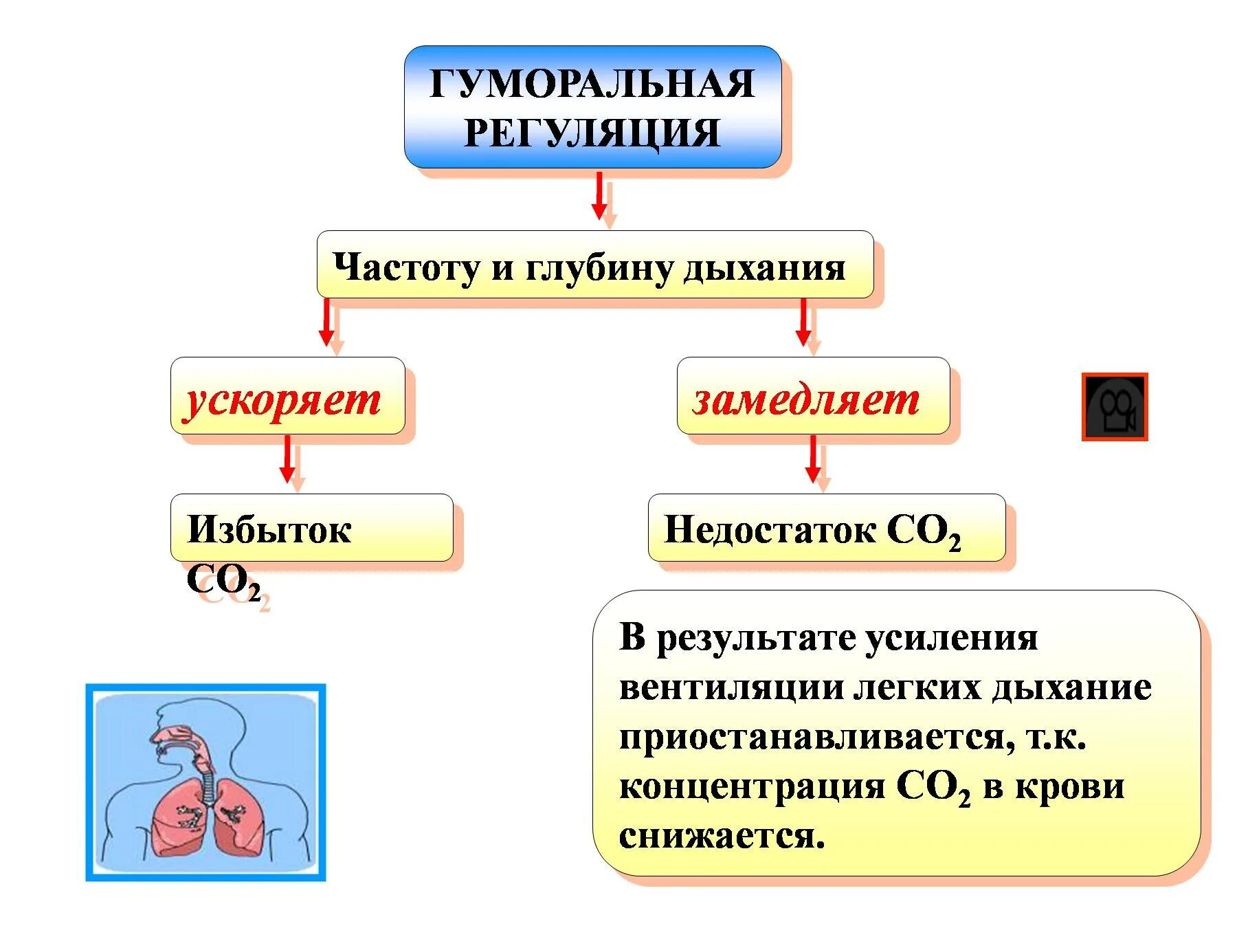 Гуморальный путь регуляции. Регуляция дыхания нервная и гуморальная схема. Механизм гуморальной регуляции схема. Гуморальный механизм регуляции дыхания. Нервно-рефлекторный и гуморальный механизмы регуляции дыхания.