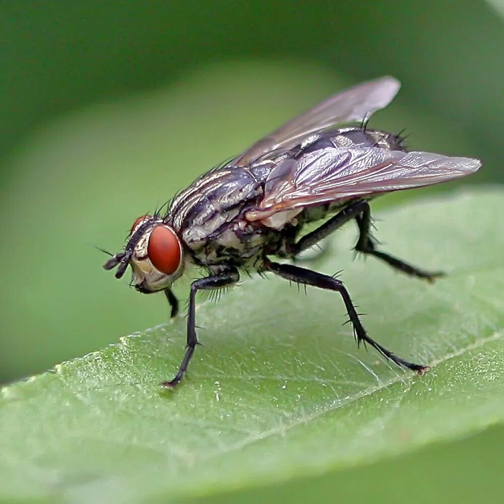 Видовое название мухи. Муха ЦЕЦЕ. Муха (Musca domestica domestica). ЦЕЦЕ Двукрылые. Муха домашняя Musca domestica.