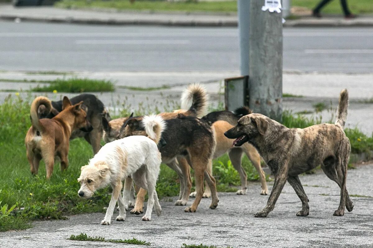 Бездомные собаки. Бродячие собаки. Бездомные собаки якутск. Бездомные собаки. Бродячих собак 4.