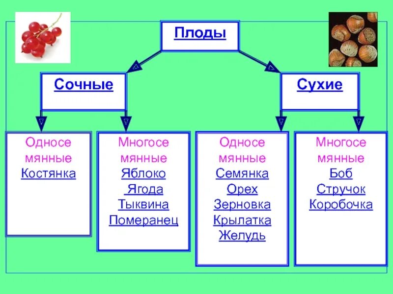 Какой из перечисленных плодов является многосеменным. Схема плоды биология 6 класс. Конспект по биологии 6 класса на тему плоды. Биология схема классификация плодов. Плоды 6 класс биология схема плода.