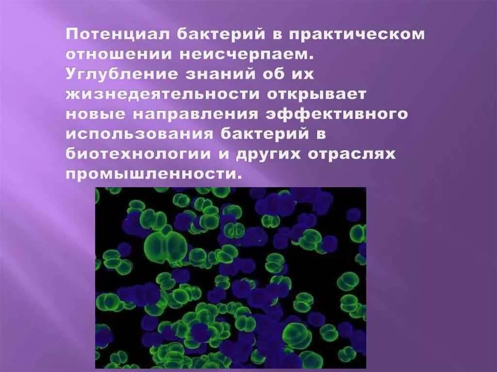 Практическая биотехнология. Бактерии презентация. Использование бактерий в промышленности. Бактерии в биотехнологии. Роль бактерий в биотехнологии.