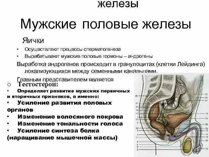 Мужские половые железы семенники. Мужские половые железы место расположения. Половые железы яички гормоны. Мужские половые гормоны в семеннике вырабатывают:.