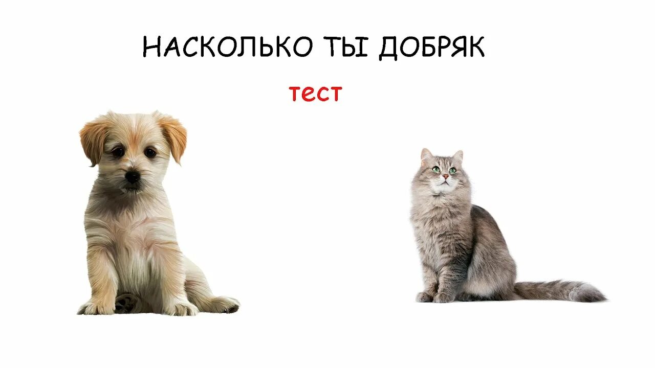 Тест насколько ты добрый. Собака кошка постирония. Мем кошка собака постирония. Мемы с котиками и собачками. Мемы с котами и собаками.