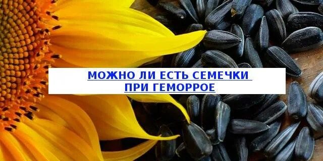 Семечки в воде. Семечки при геморрое. Семечки на столе. Можно ли грызть семечки каждый день. Псиллиум отруби подорожника.