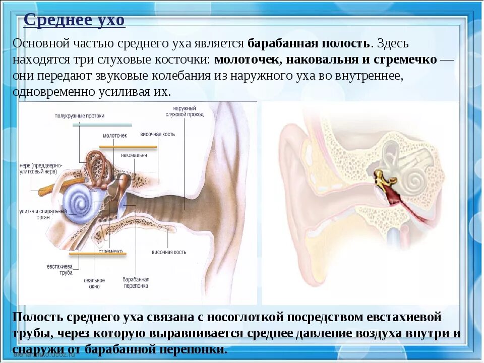 3 Слуховые косточки (наковальня, молоточек и стремечко). Среднее ухо. Уши орган слуха. Органы среднего уха. Воздух заполняет наружное ухо