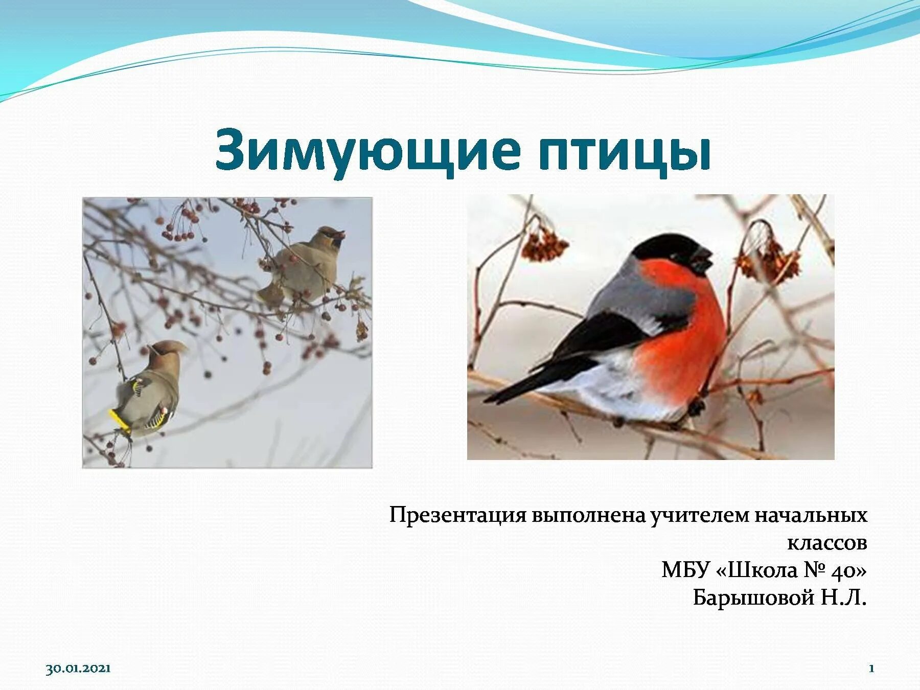 Зимующие птицы 1 класс окружающий. Проект зимующие птицы 1 класс окружающий мир. презентация зимующие птицы. зимующие птицы презентация 2 класс. проект зимующие птицы презентация.