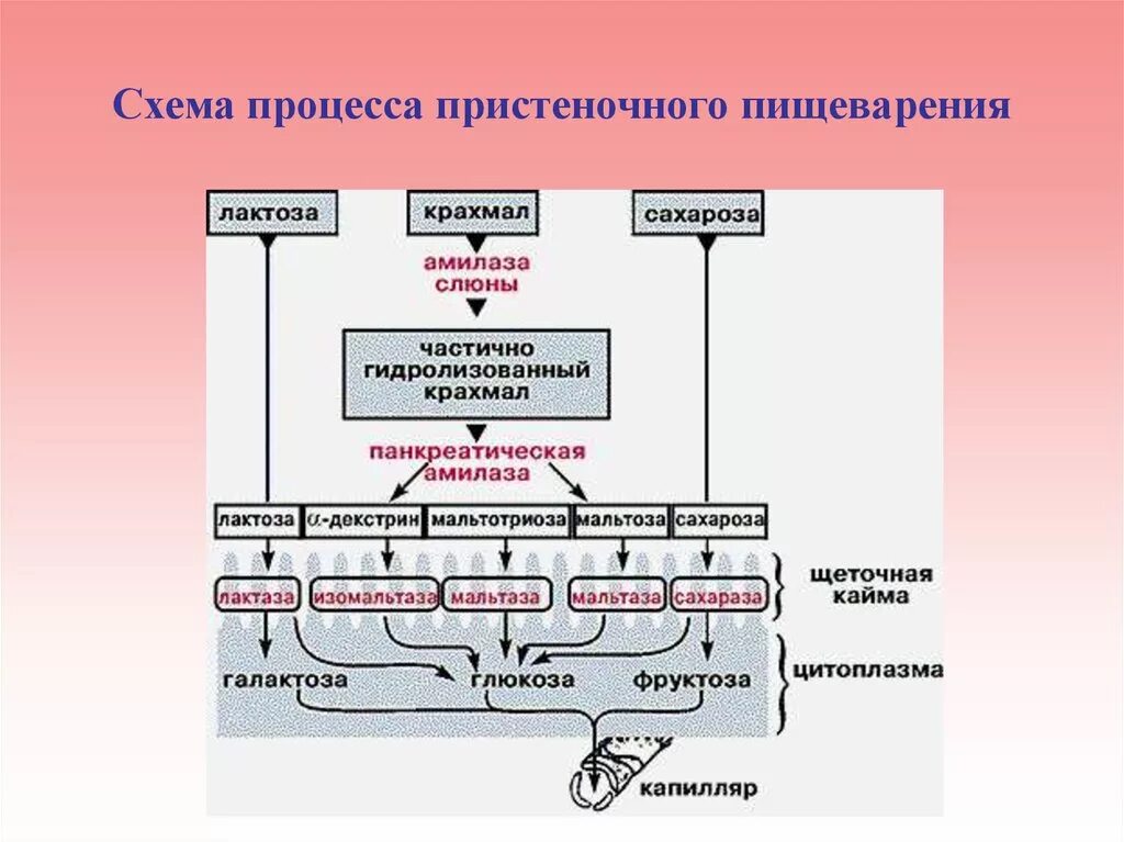 Ферменты слюны участвуют в расщеплении углеводов. Регуляция всасывания физиология пищеварение. Этапы пищеварения схема. Физиология пищеварения схема. Ферменты пищеварительного тракта физиология.