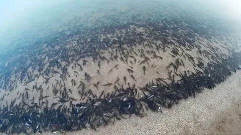 Азовское море рыба