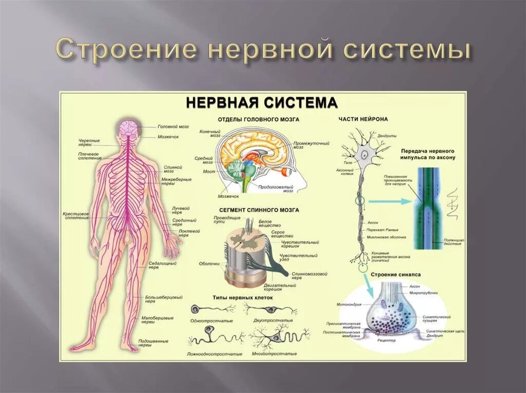 Взаимосвязь систем органов в организме человека. Основные отделы центральной нервной системы человека схема. Строение и функции нервной системы схема. Нервная система ЦНС И ПНС схема. Периферическая нервная система схема строения.