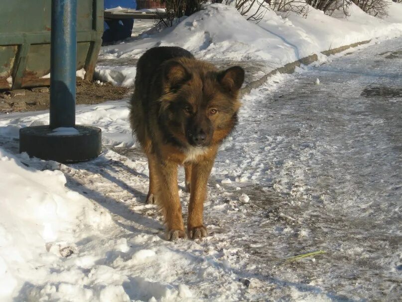 Лисена имя. Приют Лисена Волжский.