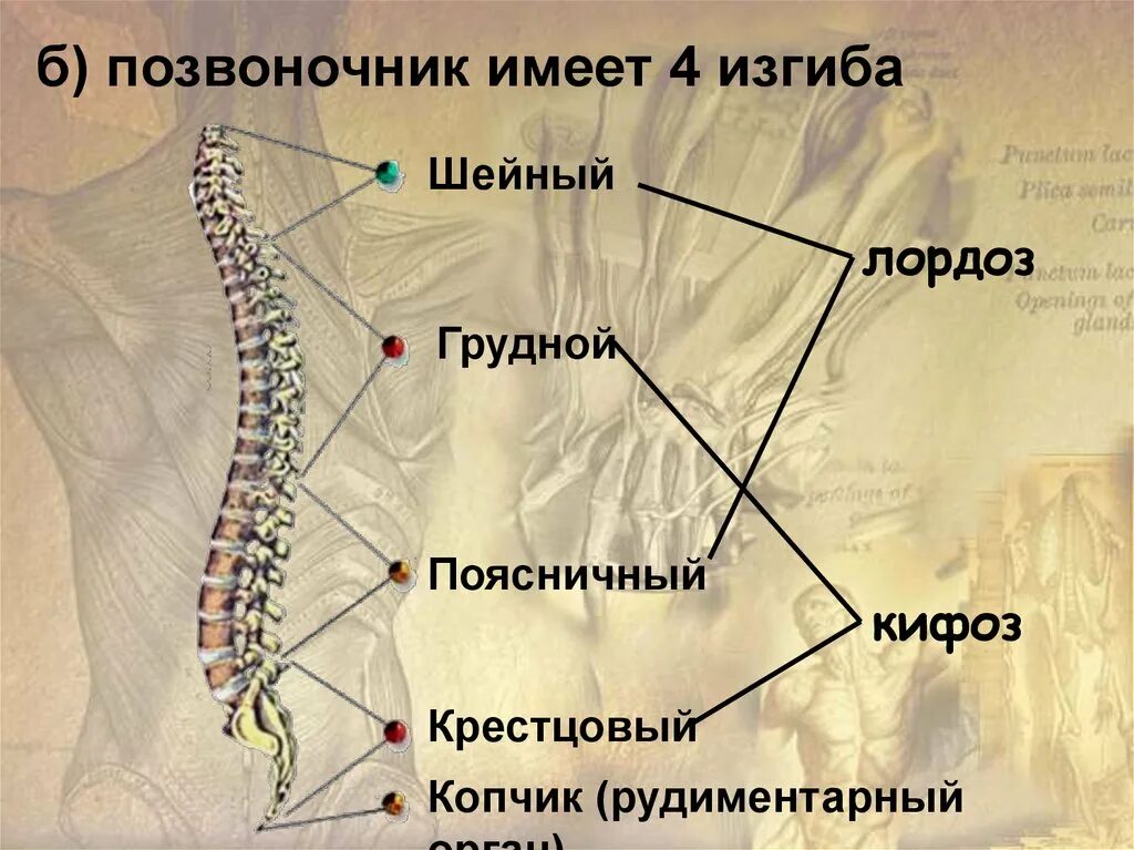 Позвоночник человека лордоз кифоз. Позвоночный столб кифоз. Анатомия позвоночника человека лордоз кифоз. Отделы скелета туловища. Позвоночник человека лордоз кифоз.
