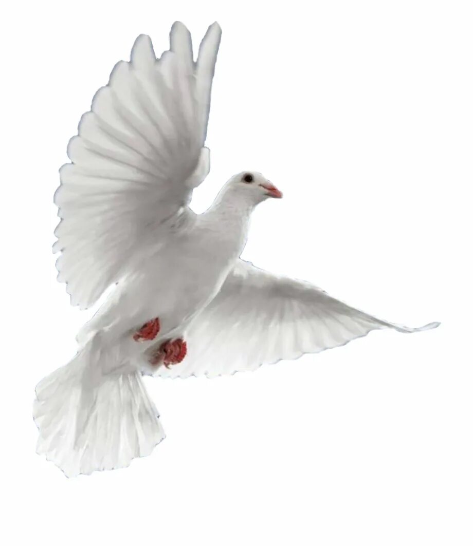 Fly pigeon