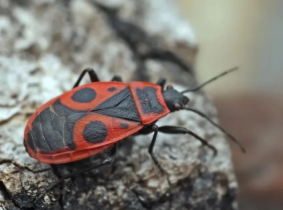 Красноклоп бескрылый ( клоп-солдатик) (Pyrrhocoris apterus). Жук красноклоп солдатик. Полужесткокрылые клопы. Отряд полужесткокрылые.