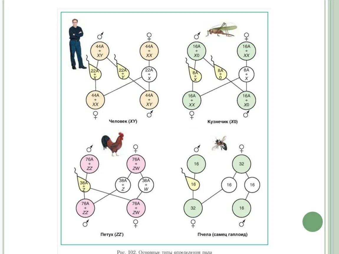 Основные типы хромосомного определения пола у животных. Хромосомное определение пола у человека схема. Генетическая схема хромосомного определения пола у человека. Генетика пола у человека схема. Отличие хромосомного набора самца от набора самки