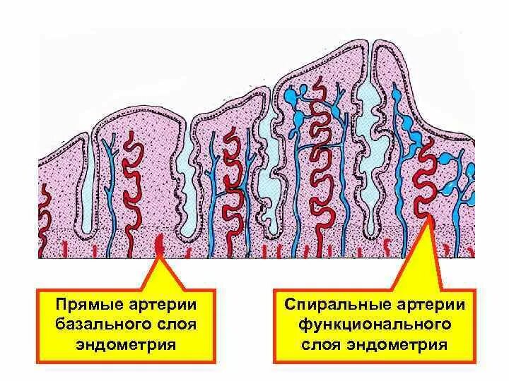 Строение эндометрия. Базальный слой эндометрия. Базальный и функциональный слой эндометрия. Базалний слой эндометрит. Функциональный слой эндометрия.