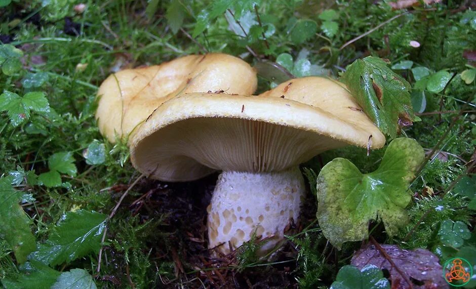 Груздь подберезовик. Груздь жёлтый Lactarius scrobiculatus. Груздь болотный. Жёлтый груздь фото. Груздь ароматный.