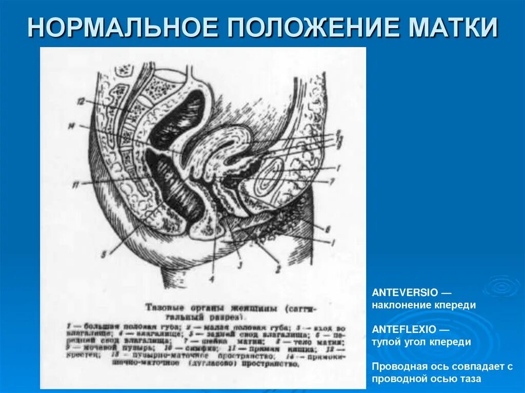 Матка 37 мм. Нормальное расположение матки. Положение матки. Нормальное положение матки. Положение матки в Малом тазу.