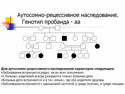 Задачи на псевдоаутосомное наследование