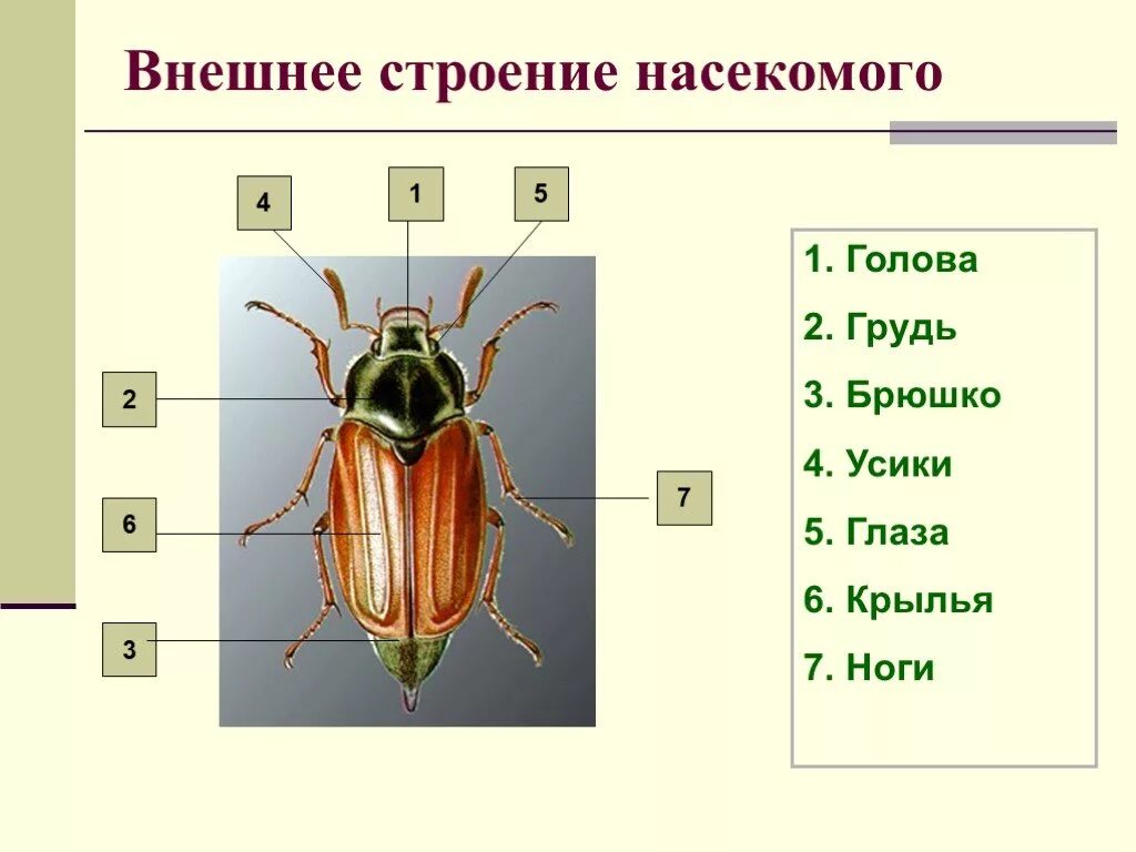 Какие части насекомого изображены. Внешнее строение насекомых 7 класс биология. Внешнее строение насекомого схема. Класс насекомые 7 класс внутреннее и внешнее строение. Класс насекомые внешнее строение насекомых 7 класс.