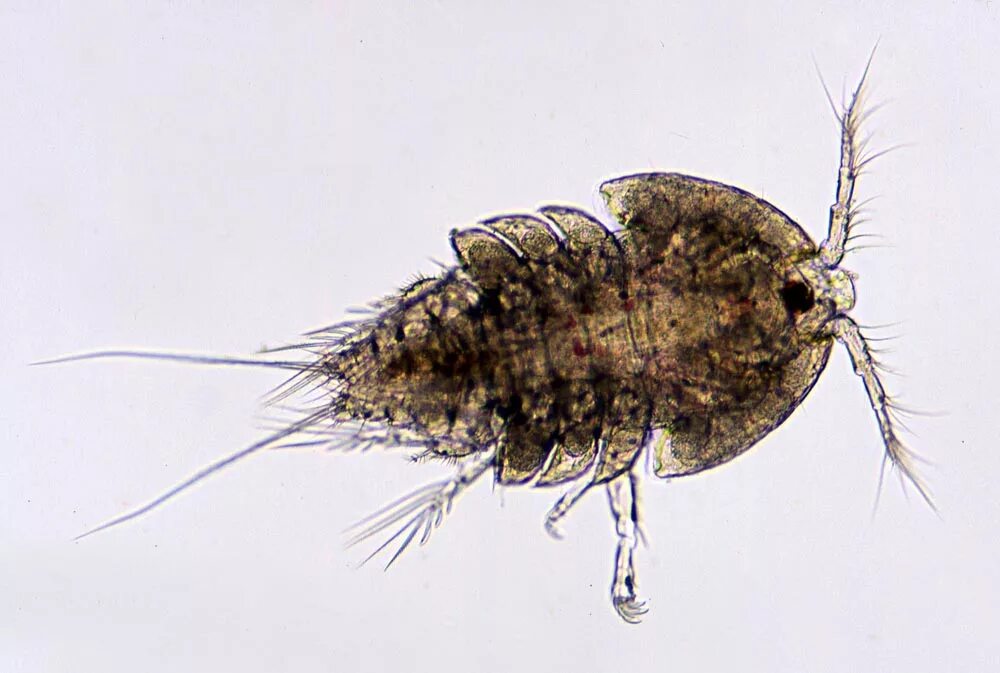 циклопы ведут наземный образ жизни. ракообразные представители типа членистоногие.