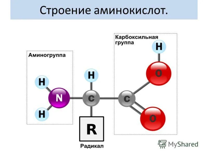 Белки группа соединений. Общая формула Альфа аминокислот. Общая структура Альфа аминокислот. Строение Альфа аминокислот. Альфа аминогруппа аминокислоты это.