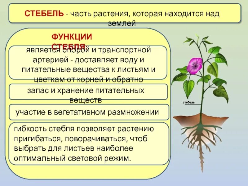 Функция корня стебля