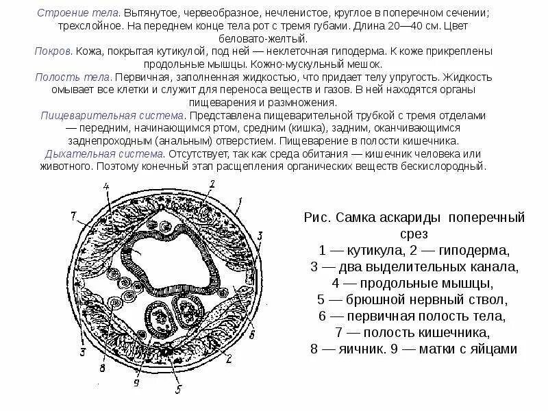 Тело нечленистое округлое поперечное. Поперечный срез самки аскариды препарат. Поперечный срез аскариды человеческой. Поперечный срез самки аскариды. Поперечный срез аскариды препарат.