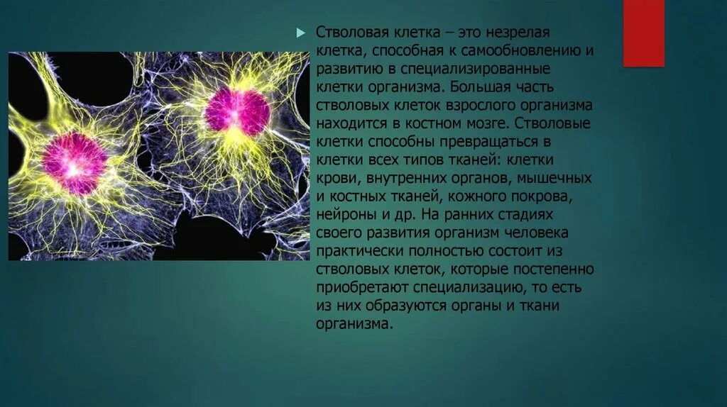 Сколько стволовых клеток. Стволовая клетка. Стволовые клетки презентация. Взрослые стволовые клетки. Стволовые клетки это простыми словами.