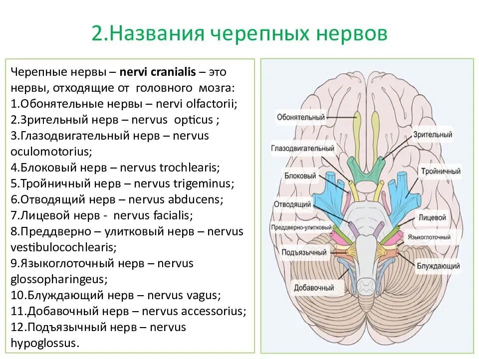 1 4 черепные нервы