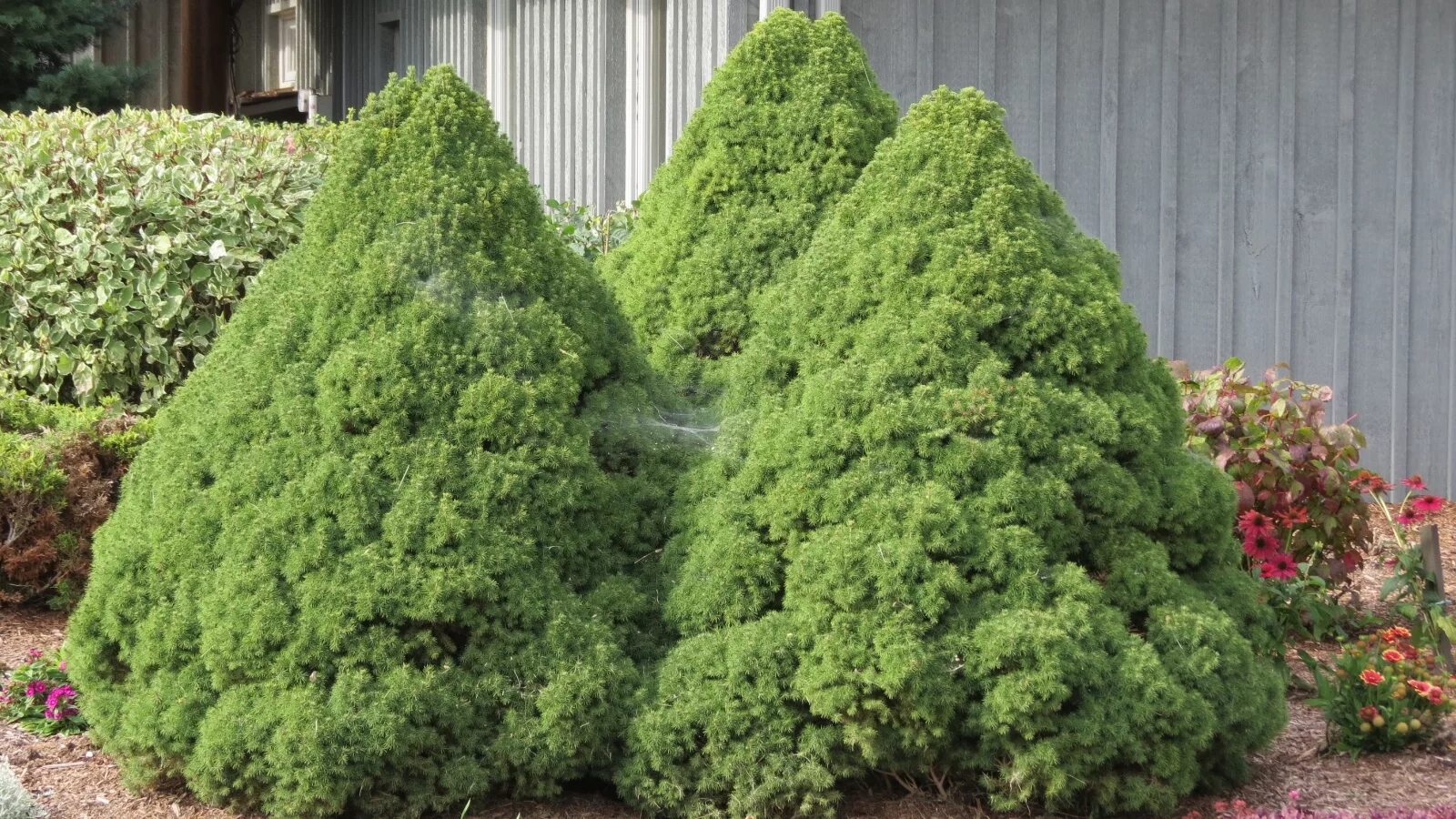 Ель сизая (Picea glauca) “Alberta Globe”.