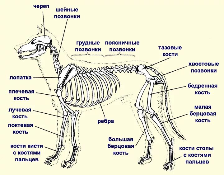 Туловище животного. Скелет млекопитающих схема биология 7 класс. Строение собаки скелет анатомия. Внутреннее строение собаки схема. Скелет собаки с названием костей.