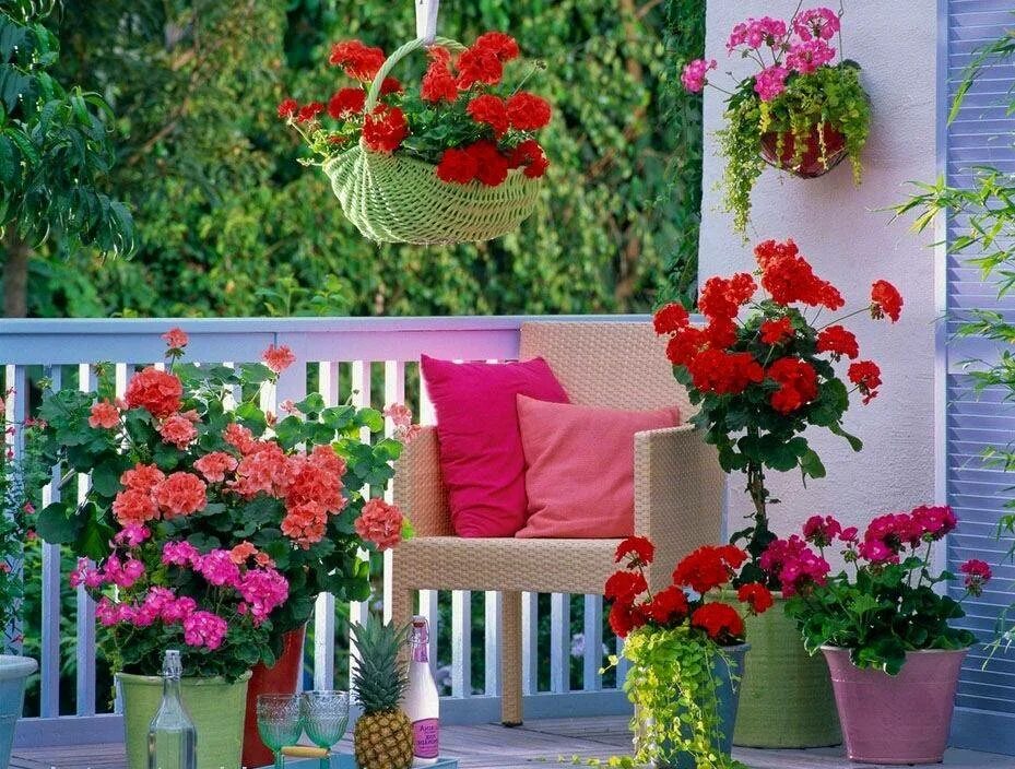Цветы на балконе. Цветы на веранде. Украсить террасу цветами. Цветы на веранде в горшках.