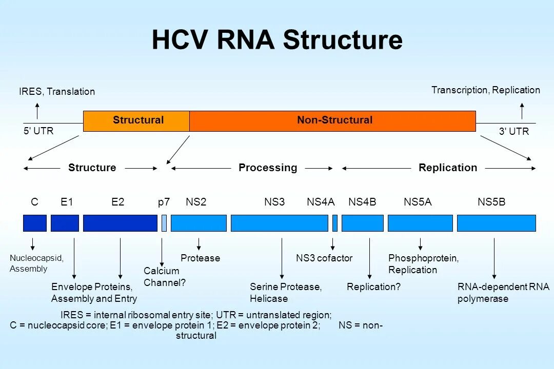 Hcv rna