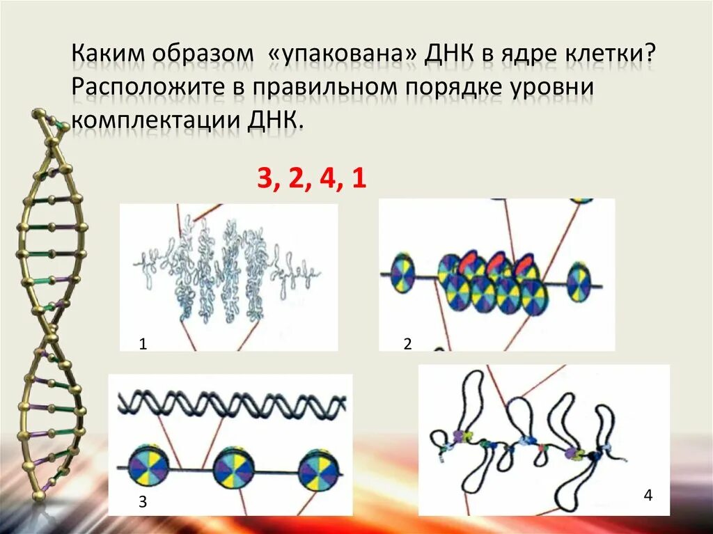 Соединение в днк клетки. Каким образом упакована ДНК В ядре клетки. Уровни упаковки ДНК. Способы упаковки ДНК. Уровни комплектации ДНК.