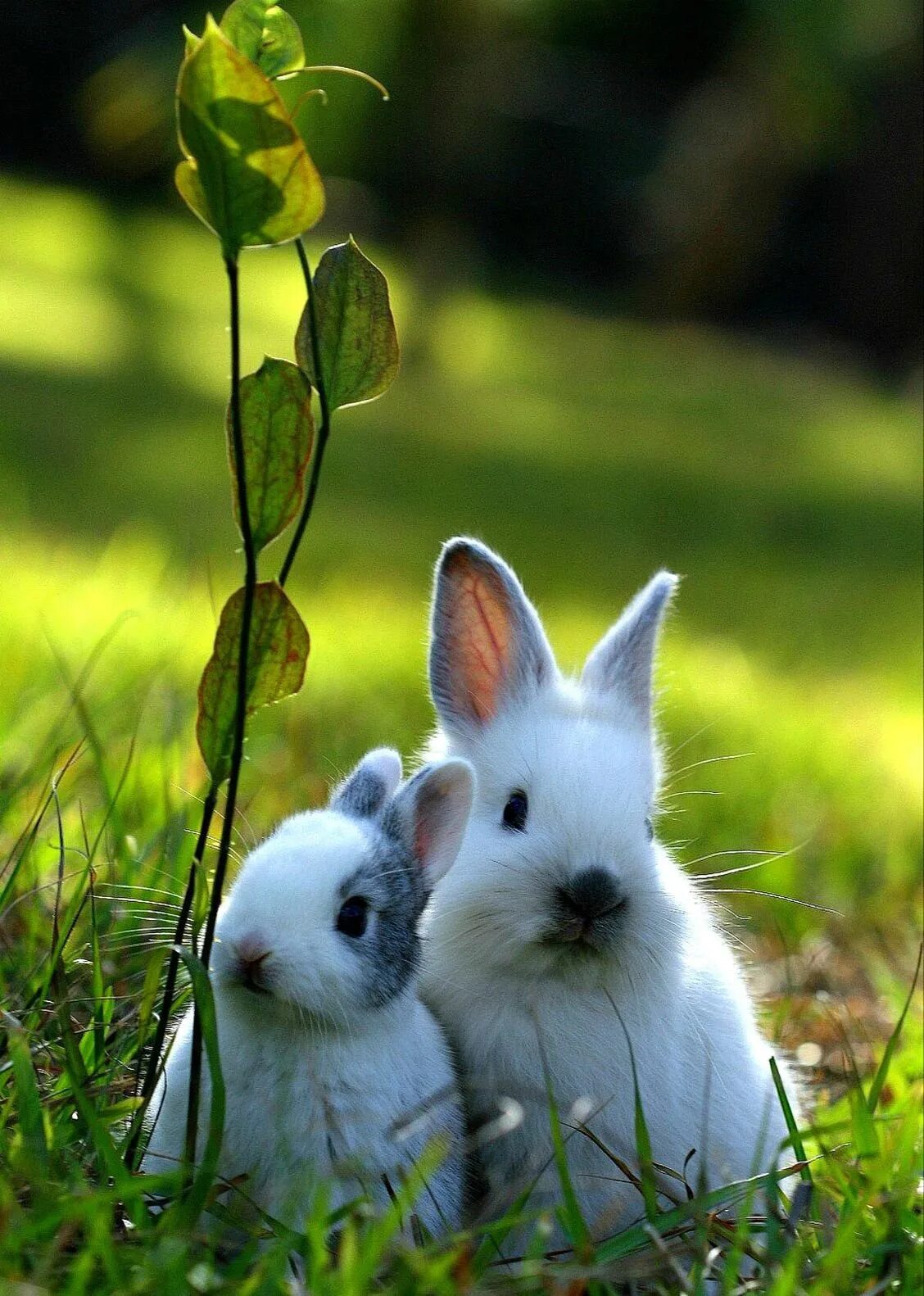 2 красивых животных